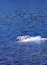 The hottest mature women are fingering their ass holes.